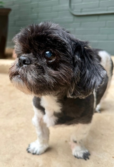 Emma — Dog available for adoption